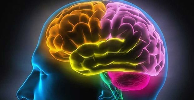 Un estudio encuentra que el sexo diario aumenta el crecimiento de los nervios en el cerebro