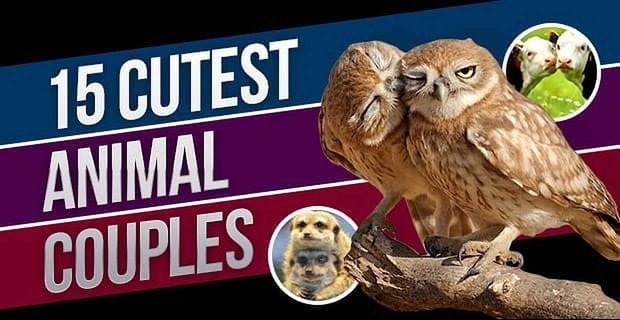 Las 15 parejas de animales más lindas de todos los tiempos
