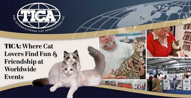 The International Cat Association (TICA): Wo Katzenliebhaber Spaß und Freundschaft bei weltweiten Veranstaltungen suchen