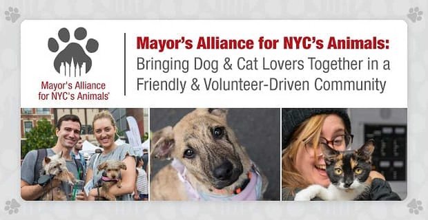 Alliance du maire pour les animaux de New York: rassembler les amoureux des chiens et des chats dans une communauté amicale et axée sur les bénévoles