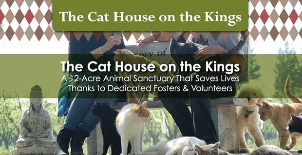 The Cat House on the Kings è un santuario per animali di 12 acri che salva vite grazie a volontari e adottivi dedicati