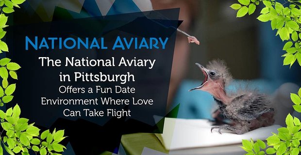 La National Aviary a Pittsburgh offre un ambiente divertente dove l’amore può prendere il volo